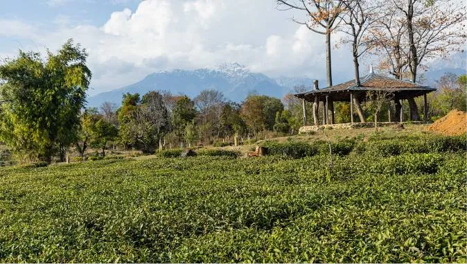 Palampur